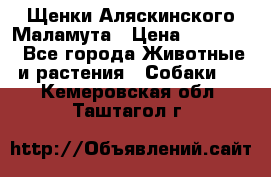 Щенки Аляскинского Маламута › Цена ­ 10 000 - Все города Животные и растения » Собаки   . Кемеровская обл.,Таштагол г.